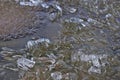 Ice drift on the river. Melting ice on the river has a crystalline structure. Royalty Free Stock Photo