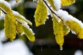 Leaves in Snow