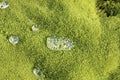 Ice drops on moss carpet. Royalty Free Stock Photo