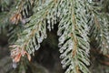Ice drops on spruce needles Royalty Free Stock Photo