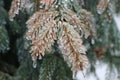 Ice drops on spruce needles Royalty Free Stock Photo