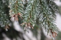 Ice drops on spruce needles Royalty Free Stock Photo