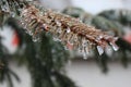 Ice drops on spruce needles Royalty Free Stock Photo