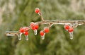 Ice-encased berries of winterberry