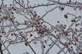 Ice Encased Branches and Berries of a Prairie Fire Crabapple Tree Royalty Free Stock Photo
