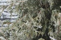 Ice Encased Leaves and Branches of a Juniper Bush Royalty Free Stock Photo