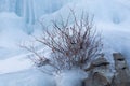 Ice encasing the base of a small bush Royalty Free Stock Photo