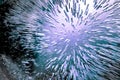 Ice Explosion 5 Royalty Free Stock Photo