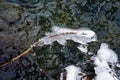 Ice figurines, iced tree, branches in icy glaze, frozen water in icicles, ice patterns