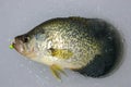 Ice Fishing Crappie Royalty Free Stock Photo