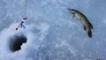 Ice fishing for Esox Lucious. Big winter pike caught on rattle bait.