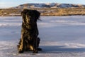 Black Dog in Winter Royalty Free Stock Photo