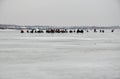 Ice fishing. A group of people Many fishermen thin ice. Lake, Gulf of Finland Royalty Free Stock Photo