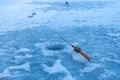 Ice fishing rod ready in a frozen river hole, waiting for fish bite