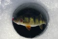 Ice Fishing Yellow Perch Royalty Free Stock Photo