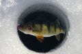 Ice Fishing Yellow Perch