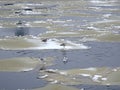 Ice floes floating on the river during the spring ice drift