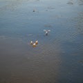Ice floes on the river Main with pigeon Royalty Free Stock Photo