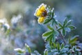 Ice flower Royalty Free Stock Photo