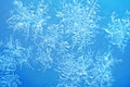 Ice flowers frozen blue window textured background Royalty Free Stock Photo