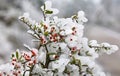 Ice flowers & Pyracantha fruit(2) Royalty Free Stock Photo