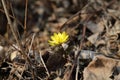 Adonis amurensis Regel et Radde Royalty Free Stock Photo