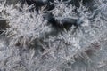 ice flowers window freezing winter subzero temperatures Royalty Free Stock Photo