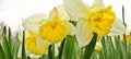 Ice Follies Daffodils Narcissus Resplendent with Fresh Raindrops after a Spring Rain Royalty Free Stock Photo