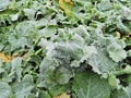 Ice formation on rapeseed leaves in winter.