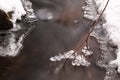 Ice formations on a branch in a small stream in winter Royalty Free Stock Photo