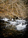 Ice formations in late autumn along Calf Creek, south central Utah Royalty Free Stock Photo