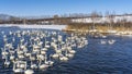 Ice-free lake in winter.  A large flock of swans and ducks swim in the blue water. Royalty Free Stock Photo