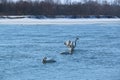 Winter swans on the mighty Siberian river Royalty Free Stock Photo