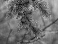 Ice From A Freezing Rain Storm Coats Pine Needles Royalty Free Stock Photo
