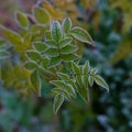 Ice fringed green leaves in winter against soft blurred background Royalty Free Stock Photo