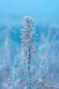 Ice and frost on uncultivated meadow plants in cold foggy winter morning