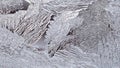 Ice and frost on a window pane in winter closeup. Mystical abstract pattern. Crystals of frozen water. Weather forecast: frost,