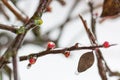 Ice frozen plant bud Royalty Free Stock Photo