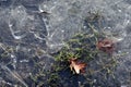 Ice on the frozen puddle