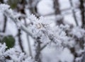 ice on leaves with icecrystals after freeze Royalty Free Stock Photo