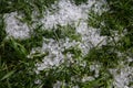 ice hail on wet green grass in summer or spring. Precipitation is hazardous to nature Royalty Free Stock Photo