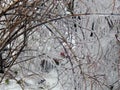 Ice hanging on the branches of trees Royalty Free Stock Photo