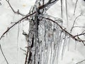 Ice hanging on the branches of trees Royalty Free Stock Photo