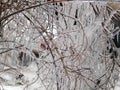 Ice hanging on the branches of trees Royalty Free Stock Photo