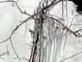 Ice hanging on the branches of trees Royalty Free Stock Photo