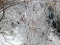 Ice hanging on the branches of trees Royalty Free Stock Photo