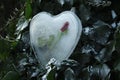 Ice heart and a rose in the ivy Royalty Free Stock Photo