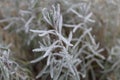 Frozen lavender Royalty Free Stock Photo