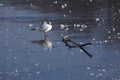 Ice on an icebound lake Royalty Free Stock Photo