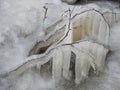 Ice icicles on tree branch , Lithuania Royalty Free Stock Photo